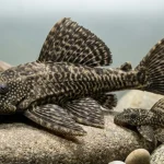 Ikan Sapu-Sapu Harus Dimatikan