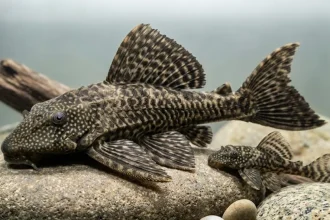 Ikan Sapu-Sapu Harus Dimatikan