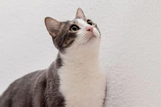 Ilustrasi kucing. © Freepik