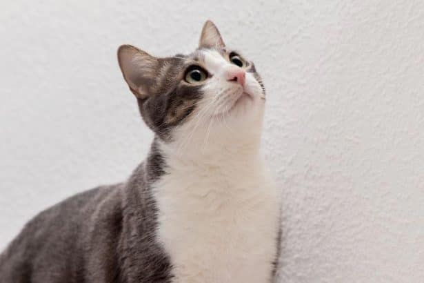 cat staring at the wall